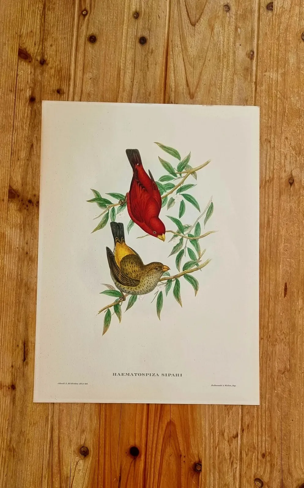 Lithographie d'oiseaux "Haematospiza sipahi" de J. Gould & H.C. Richter