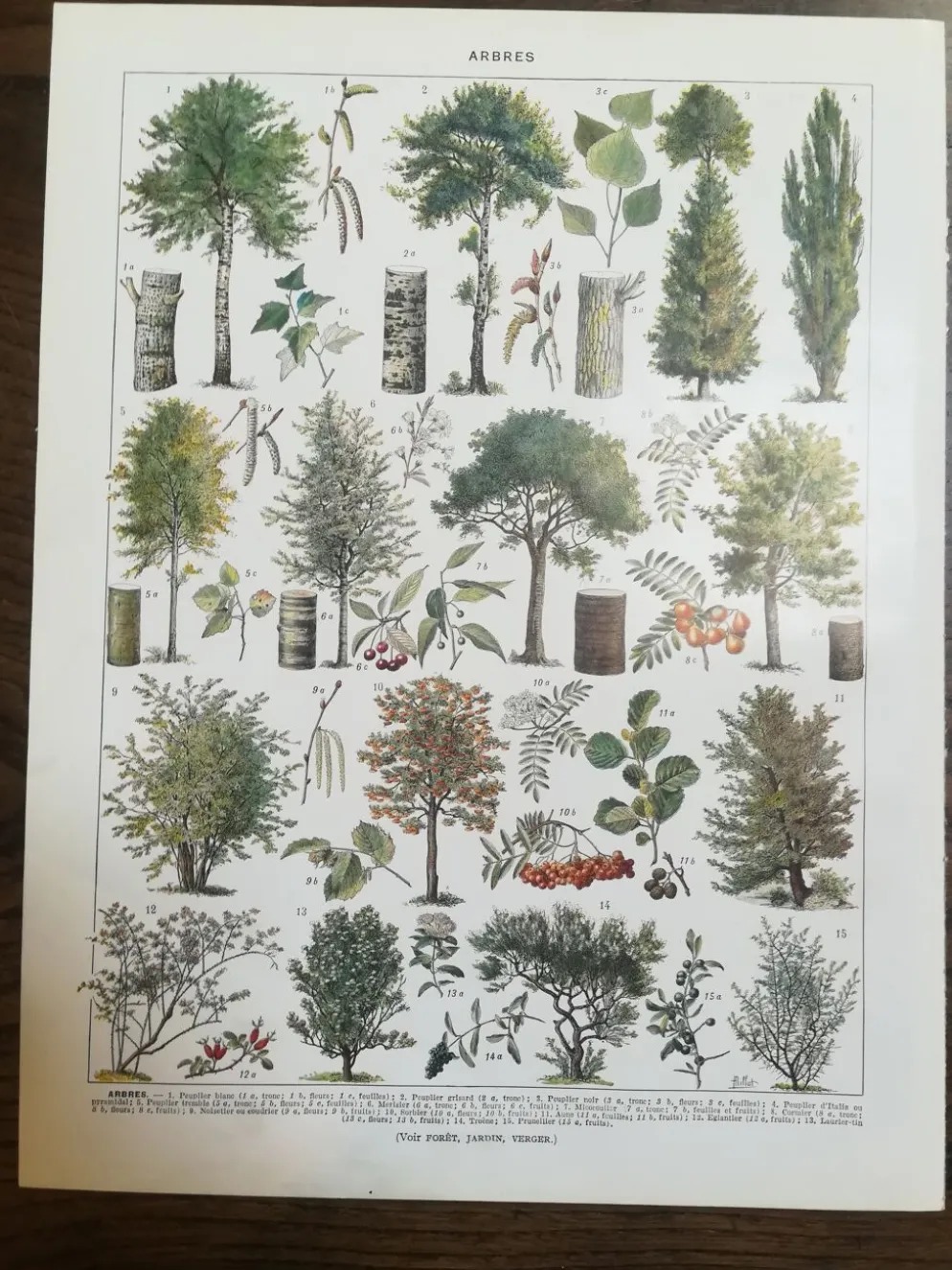 Lithographie sur les arbres de 1928 "peuplier"