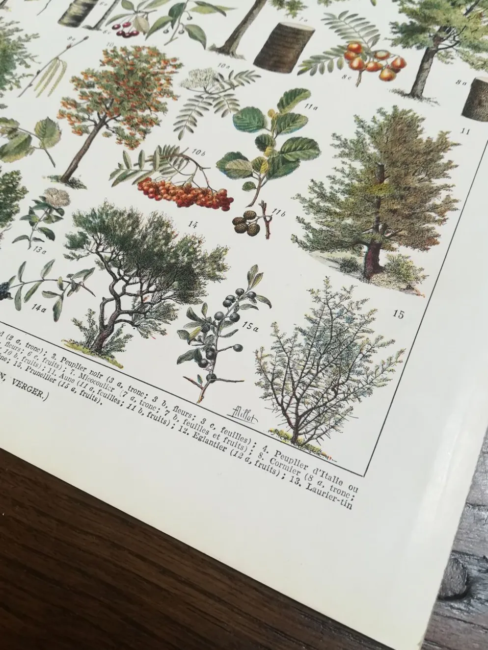 Lithographie sur les arbres de 1928 "peuplier"
