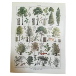 Lithographie sur les arbres de 1928