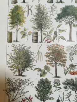 Lithographie sur les arbres de 1928