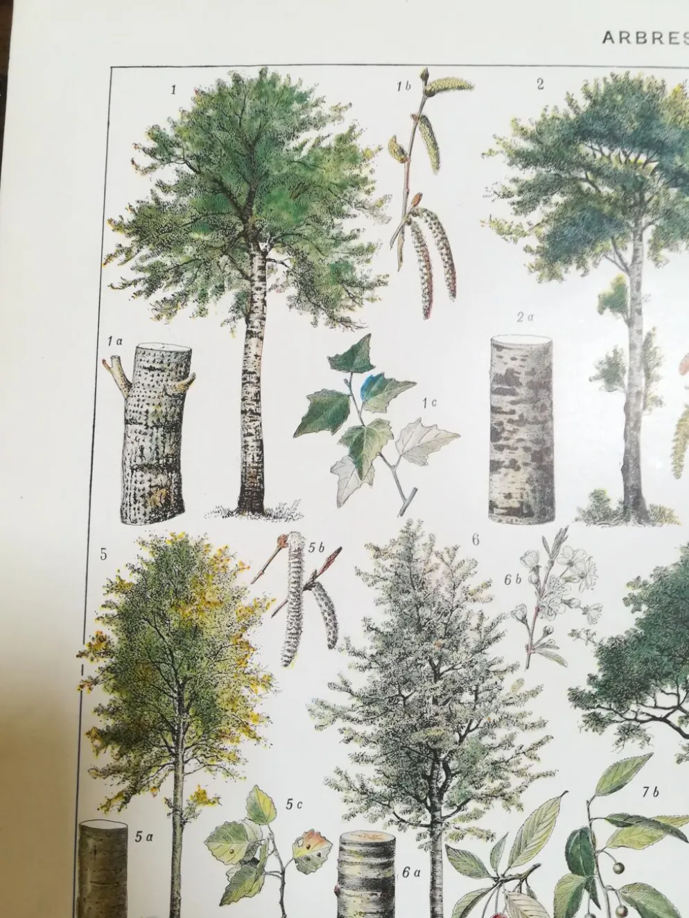 Lithographie sur les arbres de 1928 "peuplier"