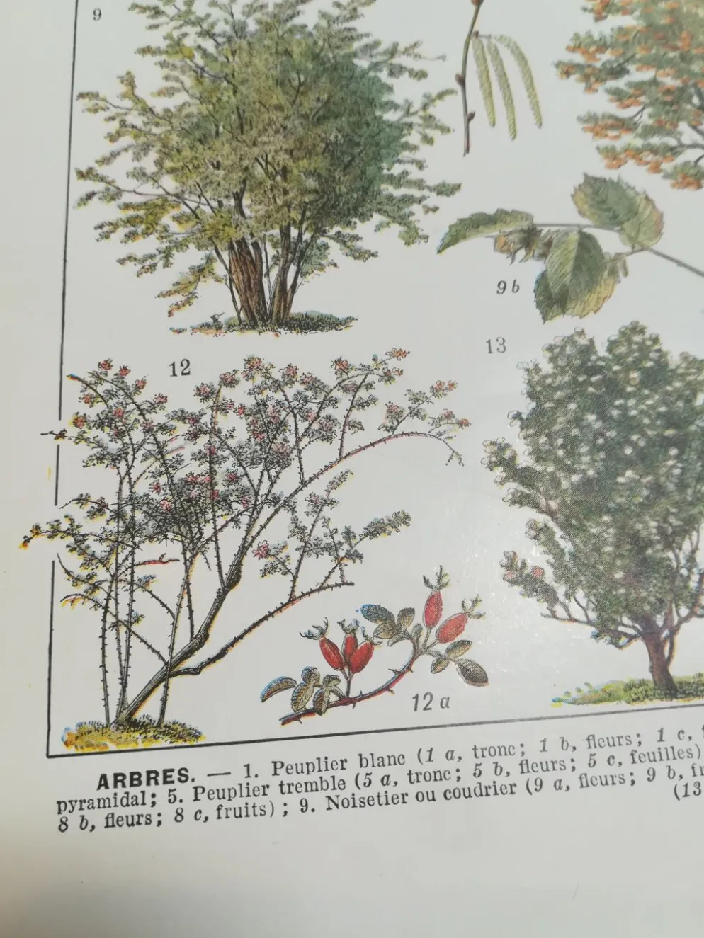 Lithographie sur les arbres de 1928 "peuplier"