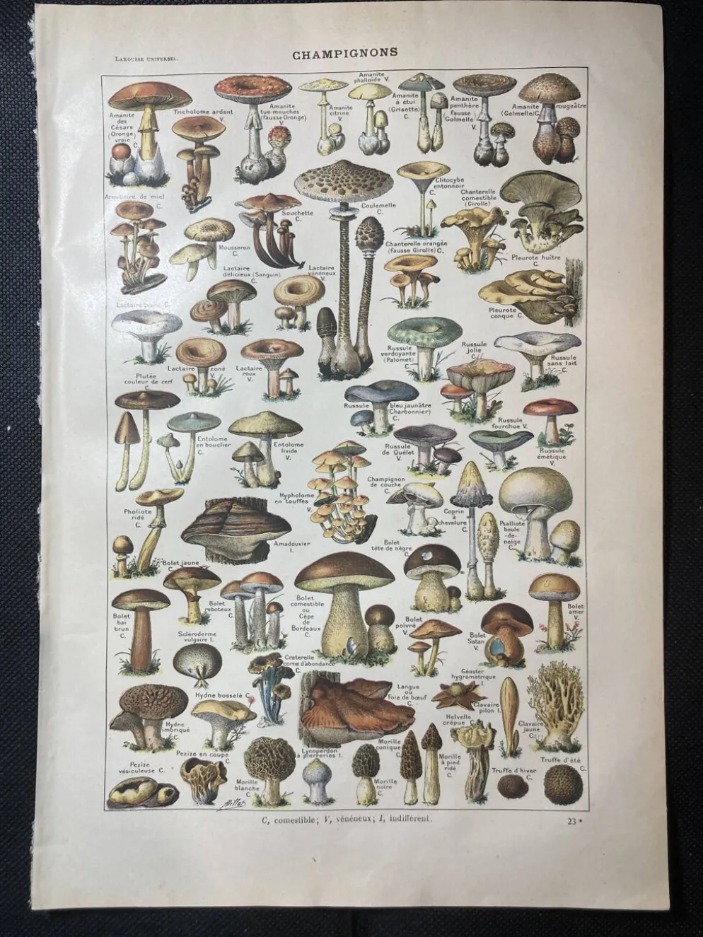 Lithographie sur les champignons de 1922