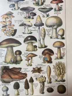 Lithographie sur les champignons de 1922
