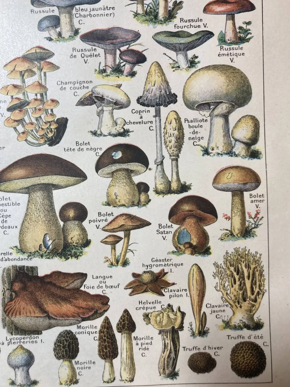 Lithographie sur les champignons de 1922