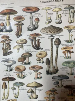 Lithographie sur les champignons de 1922