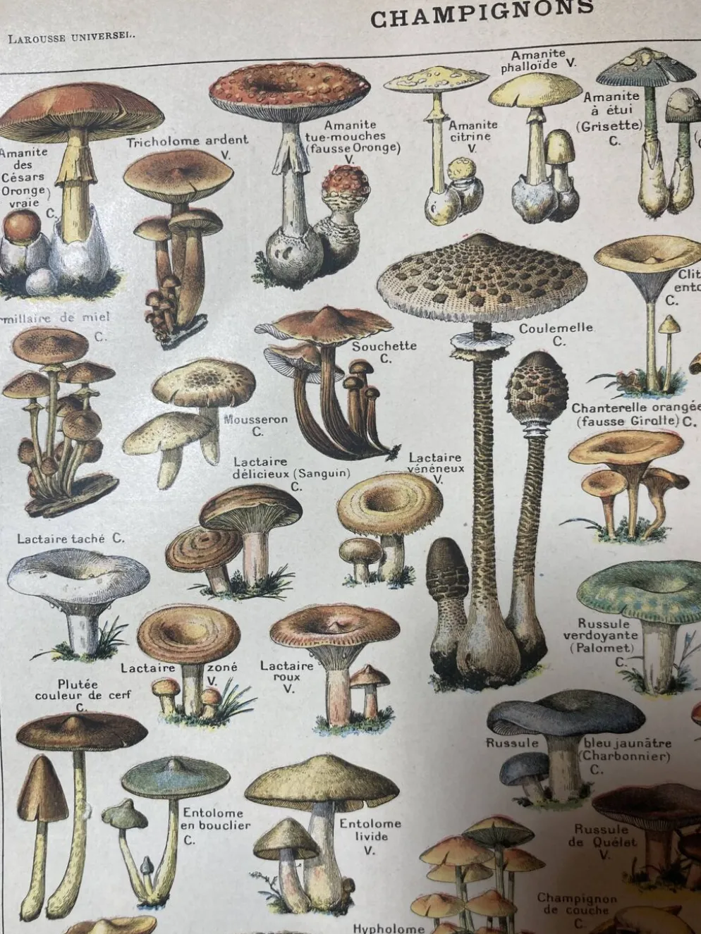 Lithographie sur les champignons de 1922