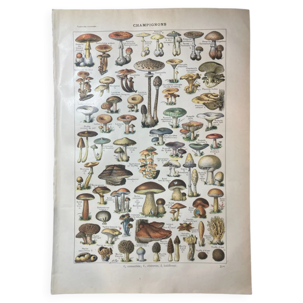 Lithographie sur les champignons de 1922
