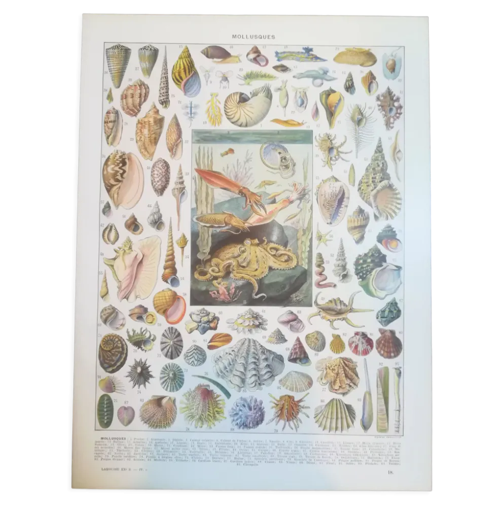Lithographie sur les coquillages et mollusques de 1928
