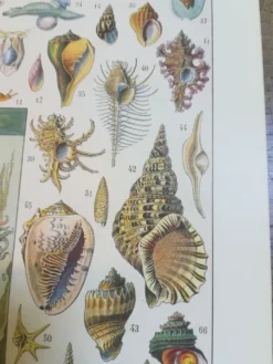 Lithographie sur les coquillages et mollusques de 1928