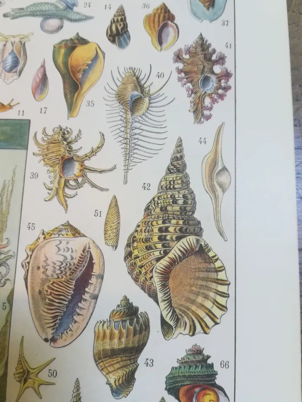 Lithographie sur les coquillages et mollusques de 1928