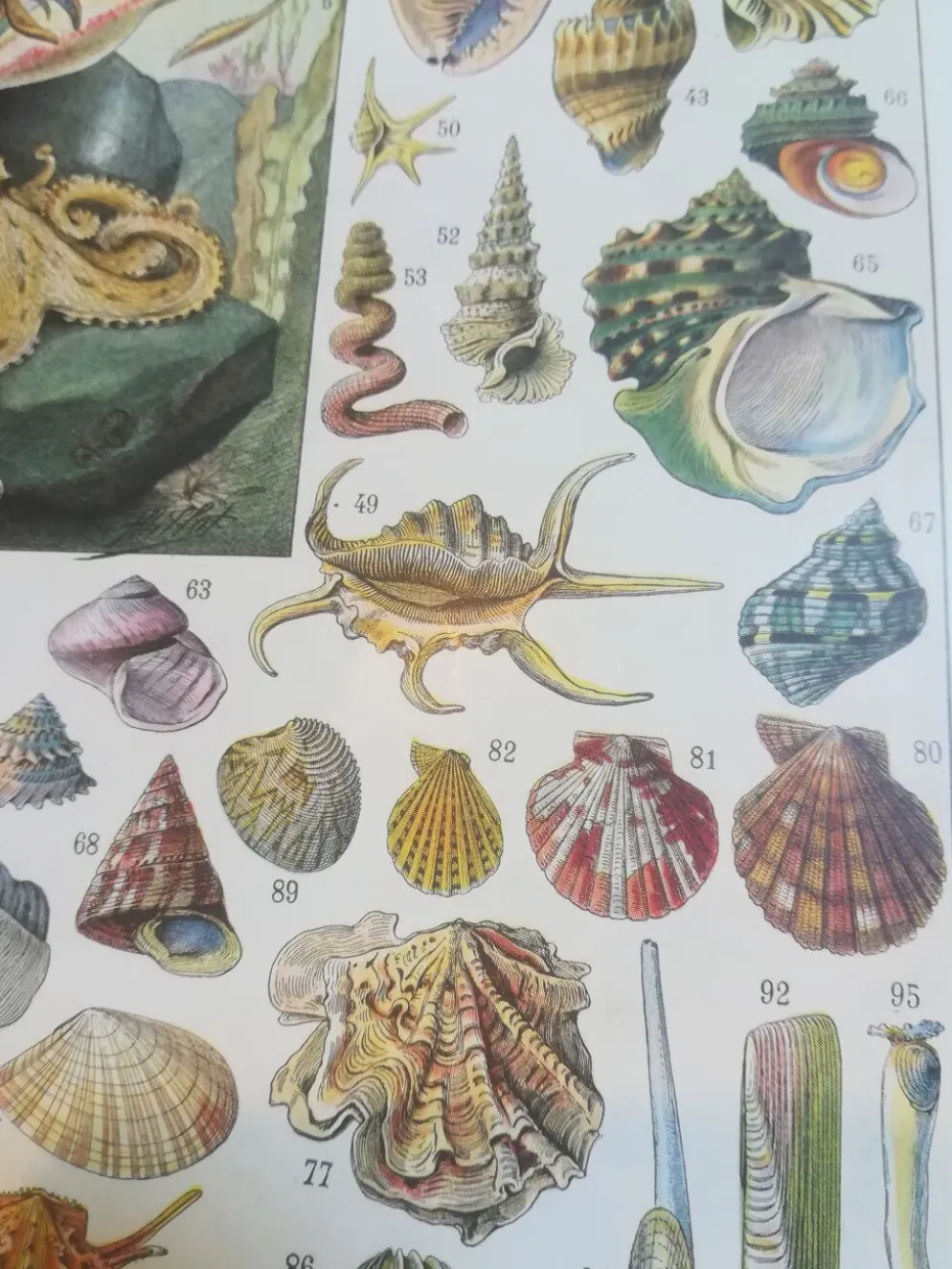 Lithographie sur les coquillages et mollusques de 1928