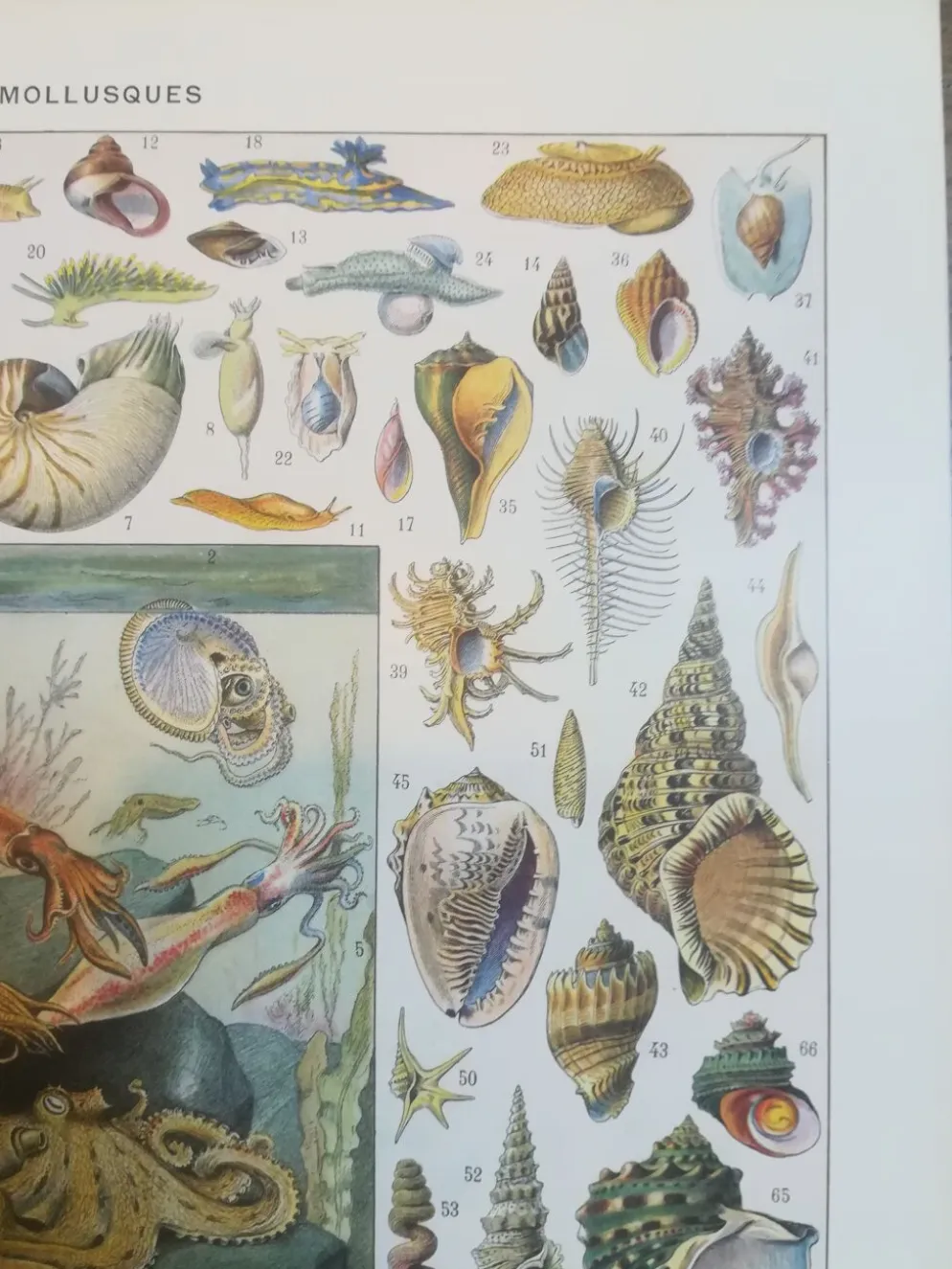 Lithographie sur les coquillages et mollusques de 1928