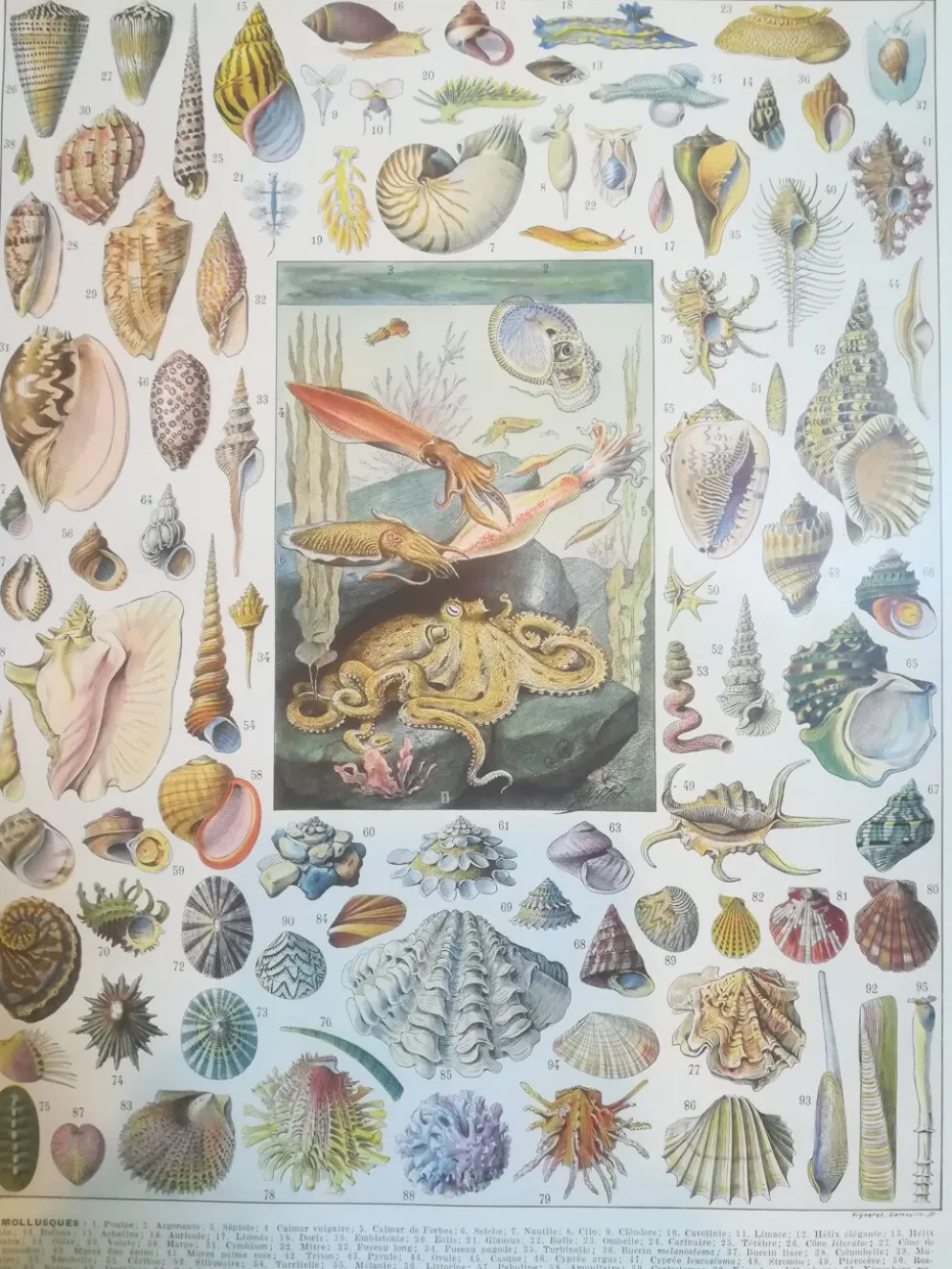 Lithographie sur les coquillages et mollusques de 1928