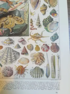 Lithographie sur les coquillages et mollusques de 1928
