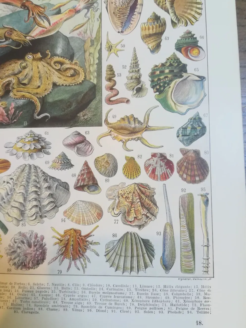 Lithographie sur les coquillages et mollusques de 1928
