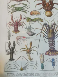 Lithographie sur les crustacés de 1928
