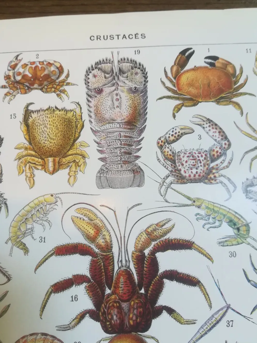 Lithographie sur les crustacés de 1928