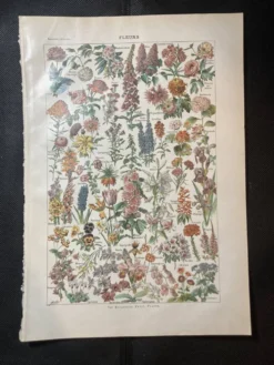 Lithographie sur les fleurs de 1922