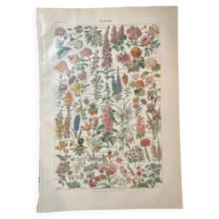Lithographie sur les fleurs de 1922