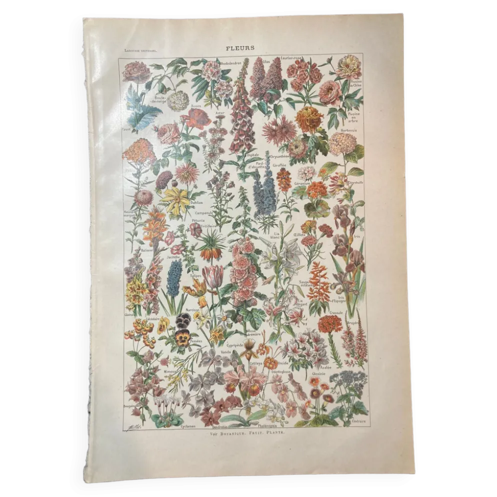 Lithographie sur les fleurs de 1922