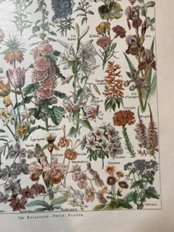 Lithographie sur les fleurs de 1922