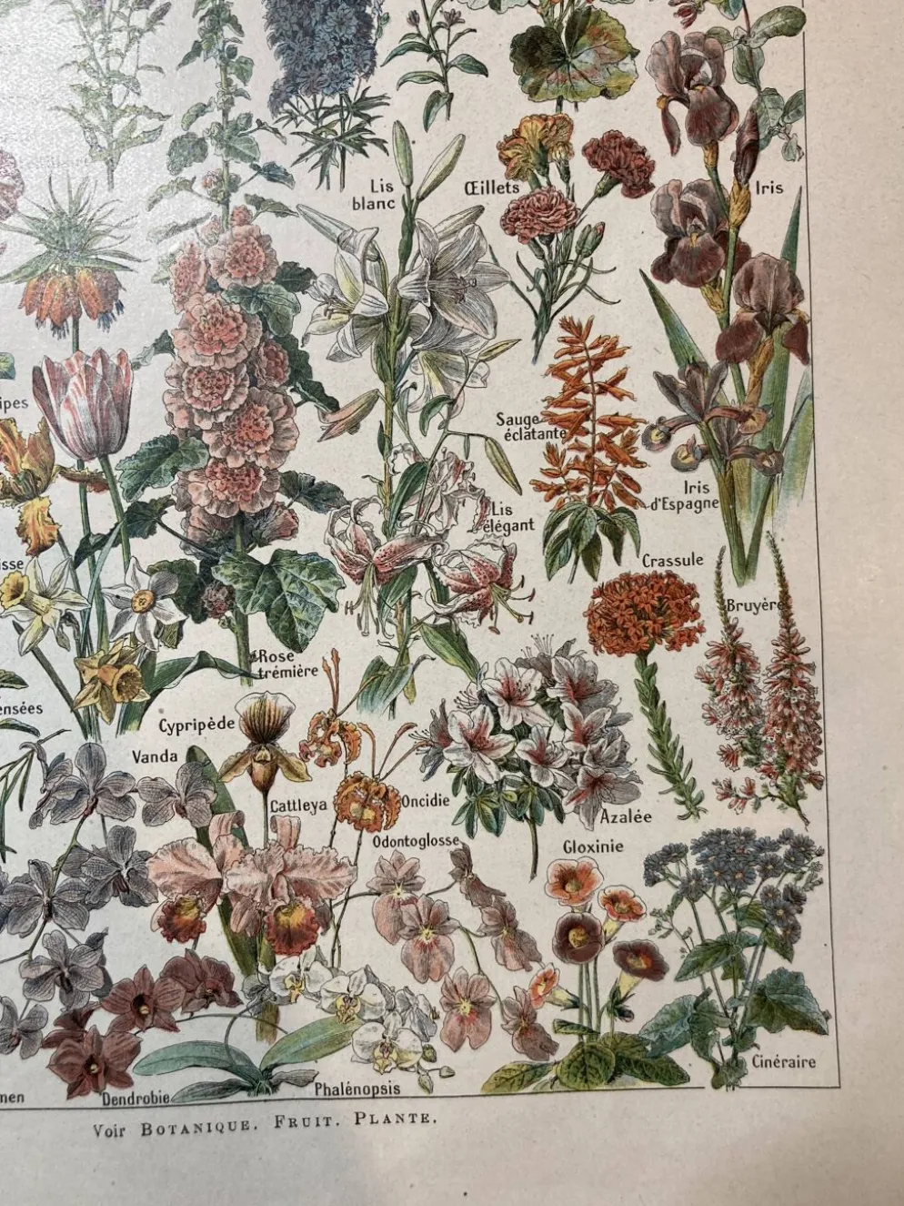 Lithographie sur les fleurs de 1922