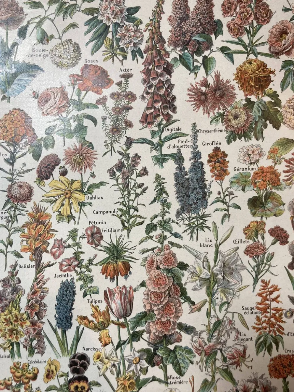Lithographie sur les fleurs de 1922