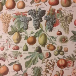 Lithographie sur les fruits de 1928