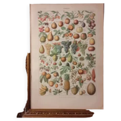 Lithographie sur les fruits de 1928