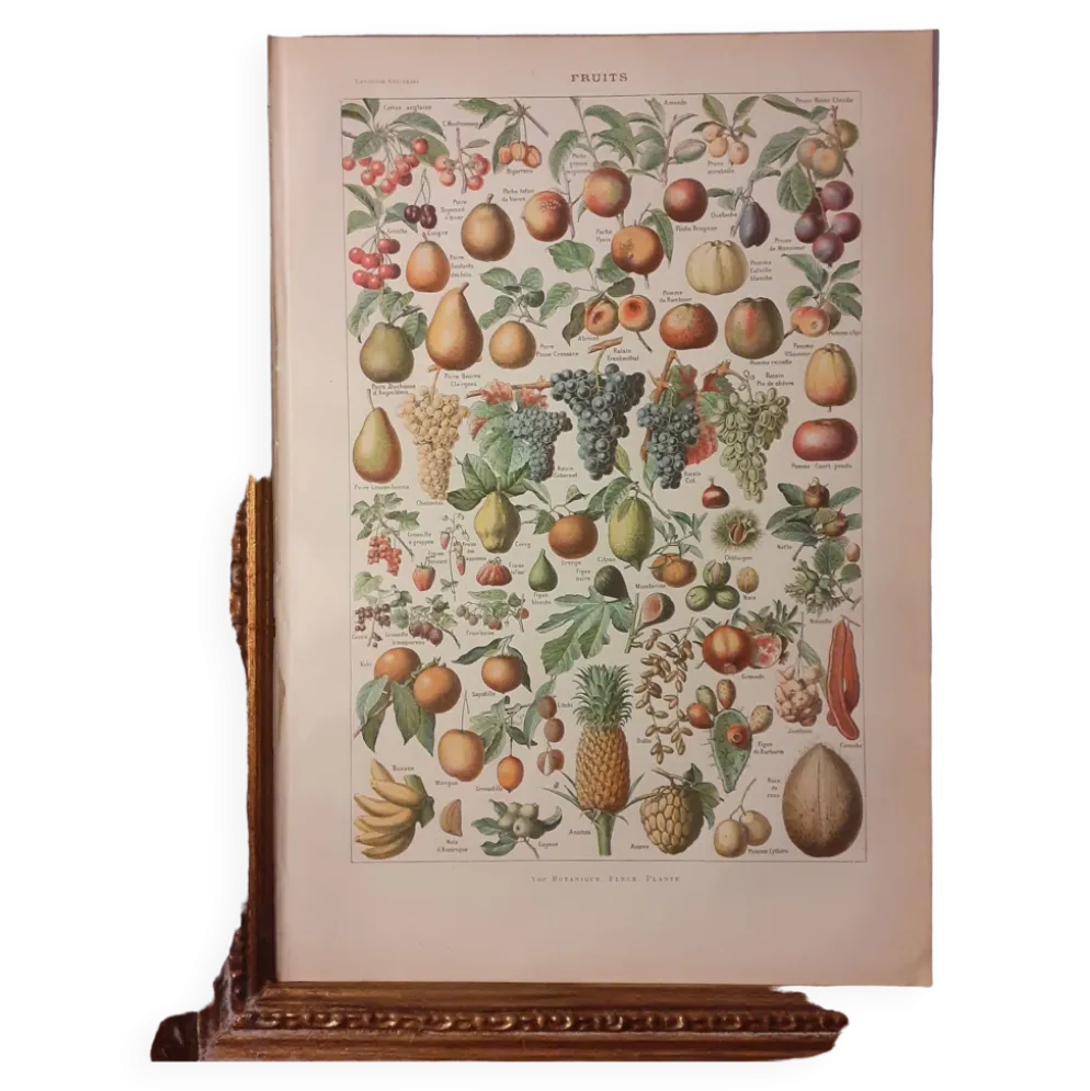 Lithographie sur les fruits de 1928