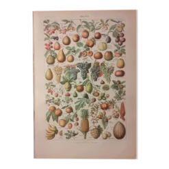 Lithographie sur les fruits de 1928
