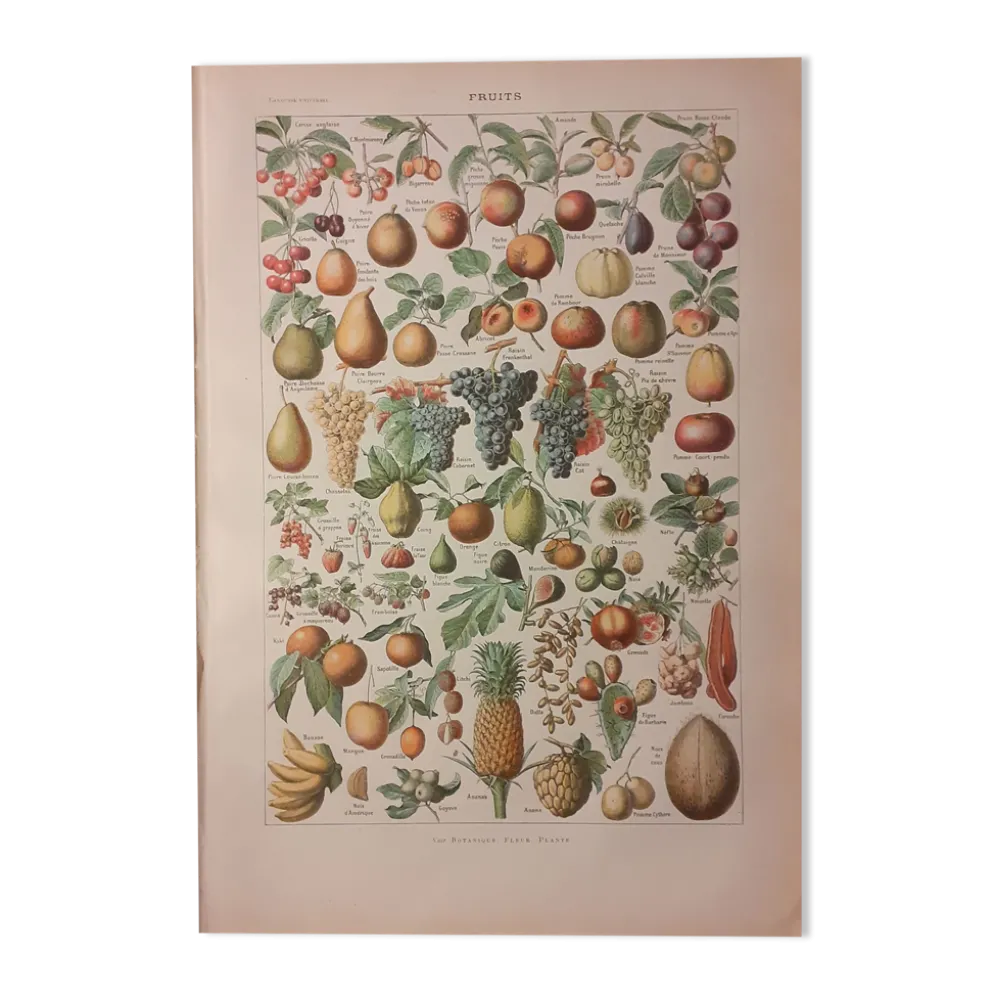 Lithographie sur les fruits de 1928