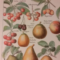 Lithographie sur les fruits de 1928