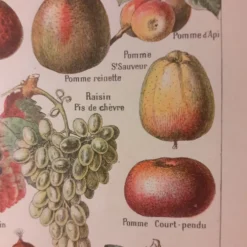 Lithographie sur les fruits de 1928