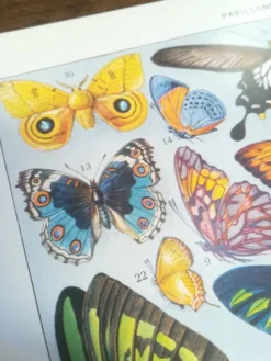 Lithographie sur les papillons de 1928 "exotiques"