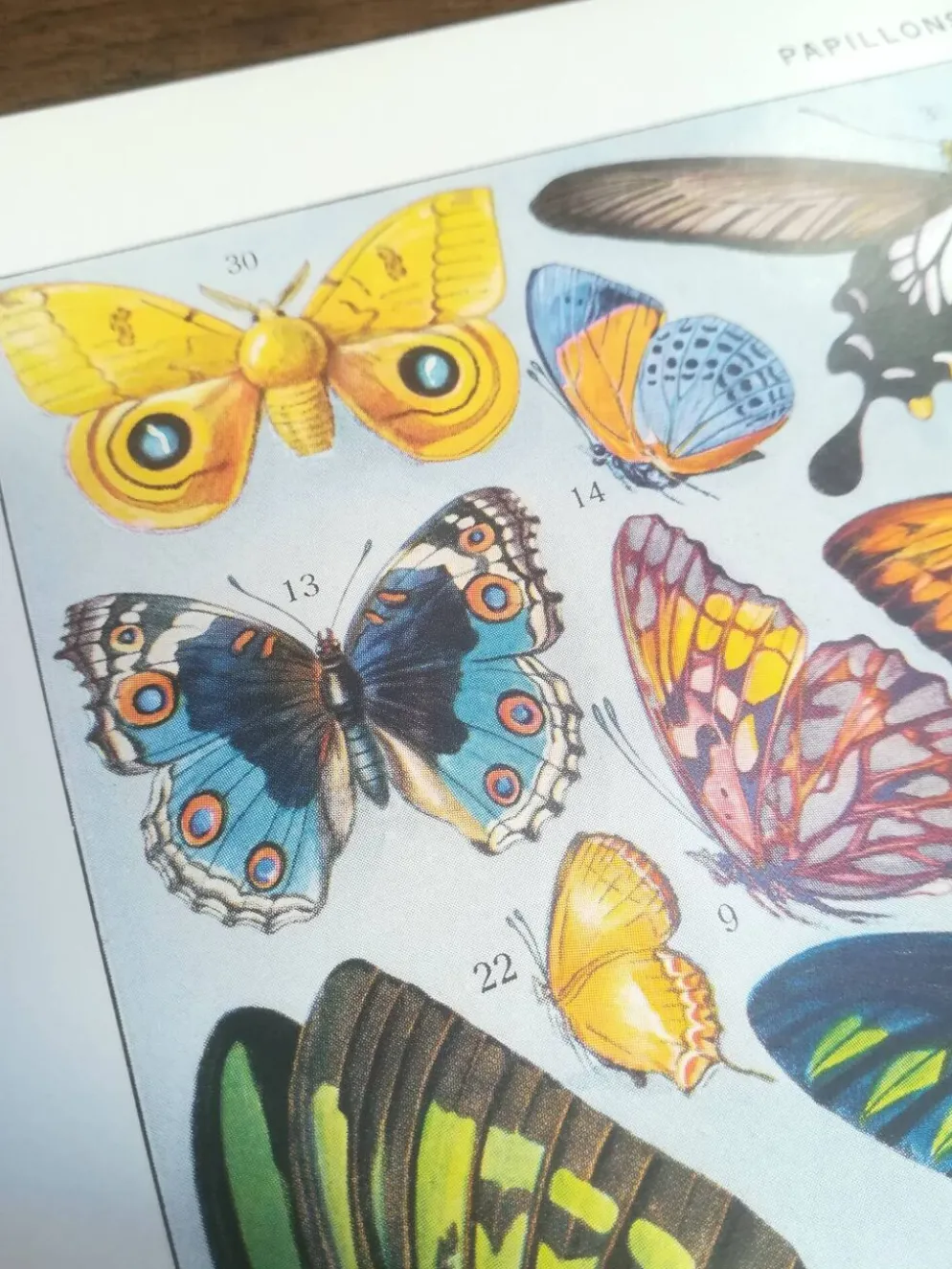 Lithographie sur les papillons de 1928 "exotiques"