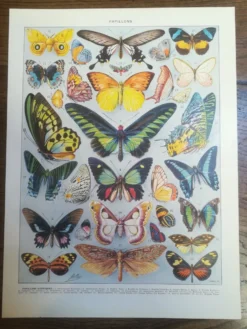 Lithographie sur les papillons de 1928