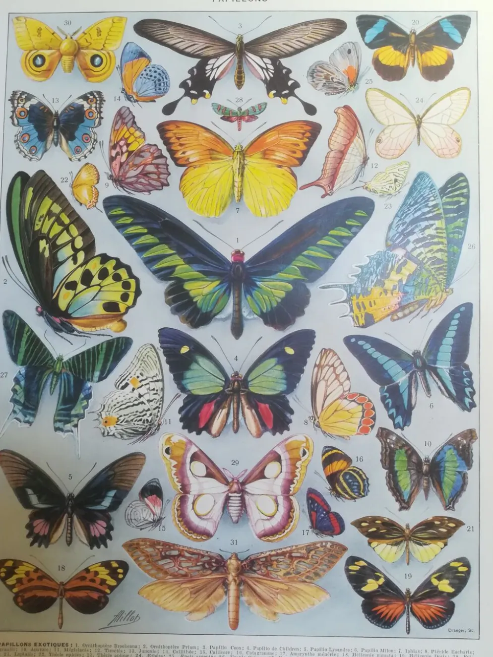 Lithographie sur les papillons de 1928 "exotiques"