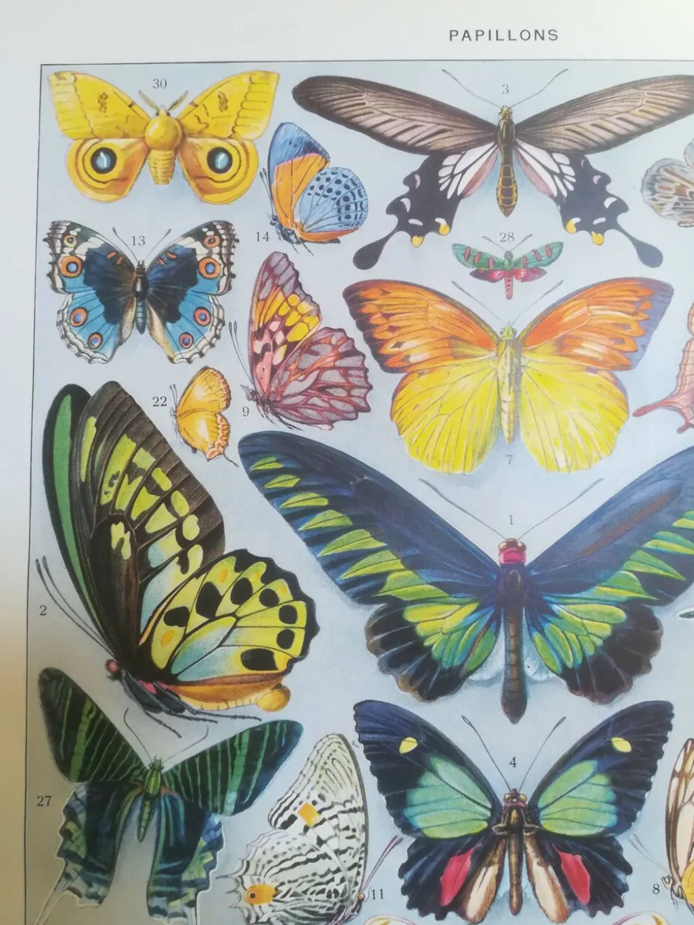 Lithographie sur les papillons de 1928 "exotiques"