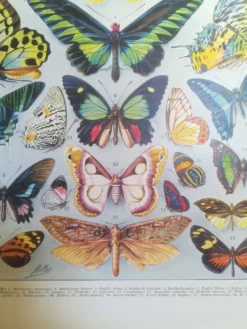 Lithographie sur les papillons de 1928