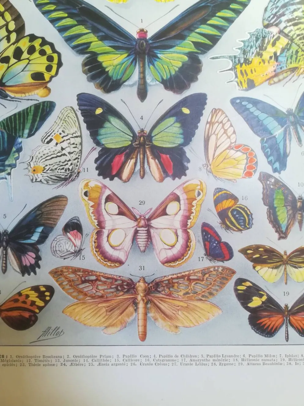 Lithographie sur les papillons de 1928 "exotiques"