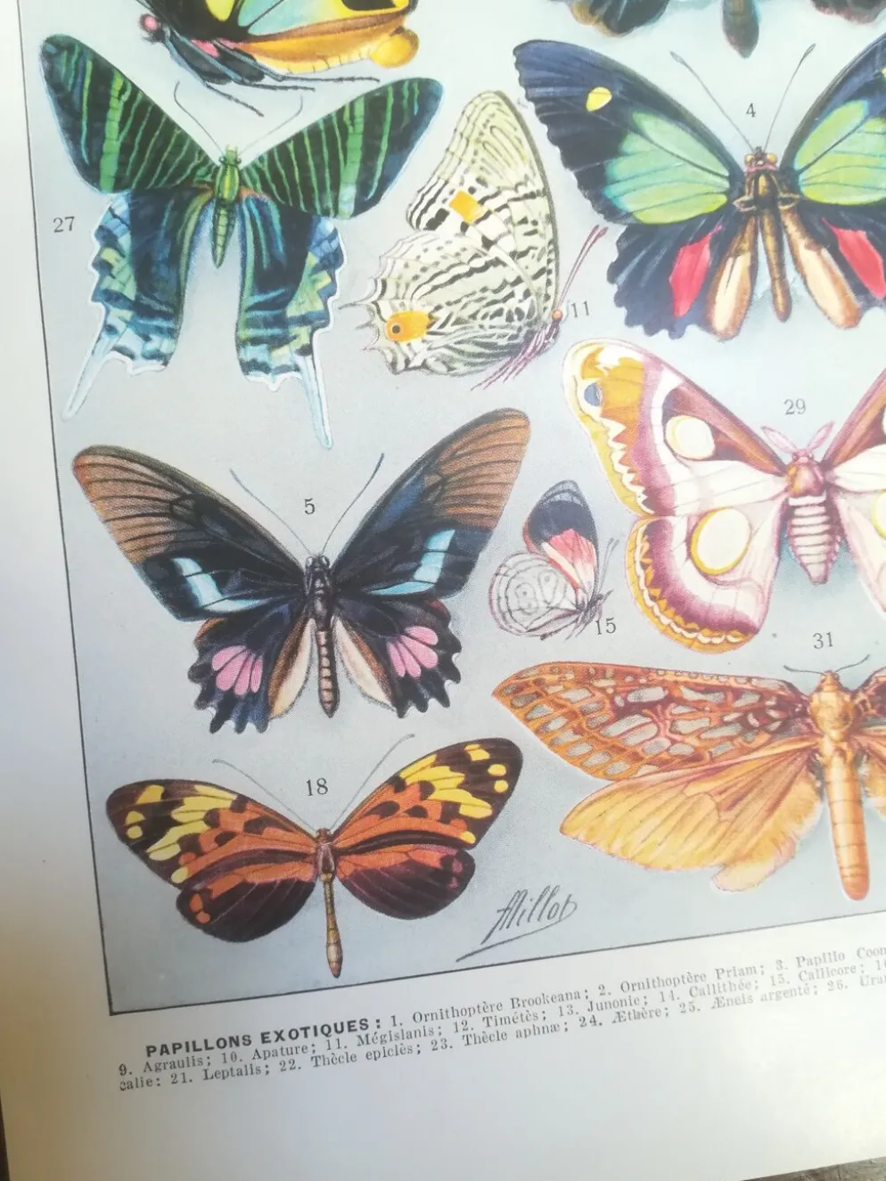 Lithographie sur les papillons de 1928 "exotiques"