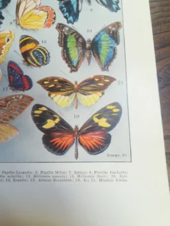 Lithographie sur les papillons de 1928