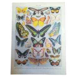 Lithographie sur les papillons de 1928