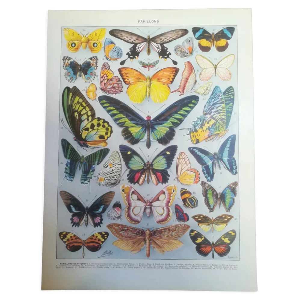 Lithographie sur les papillons de 1928 "exotiques"
