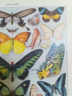 Lithographie sur les papillons de 1928