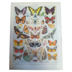 Lithographie sur les papillons de 1928 "européens"