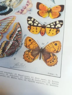 Lithographie sur les papillons de 1928